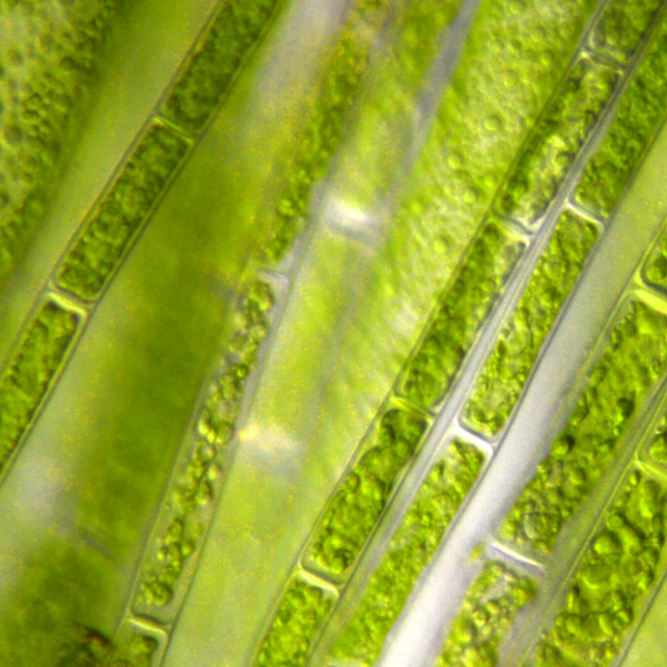 dha image ingredient