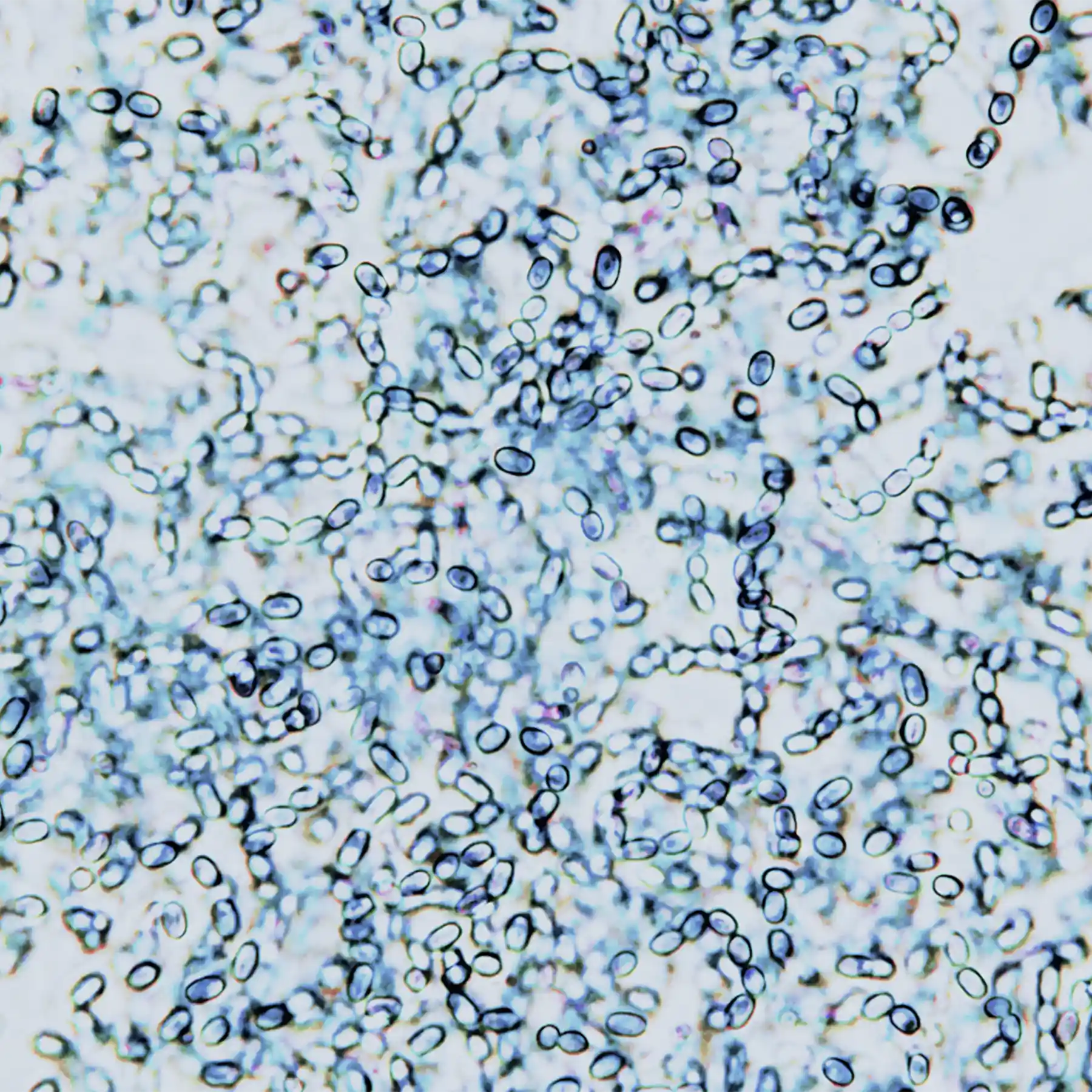 ergothioneine ingredient