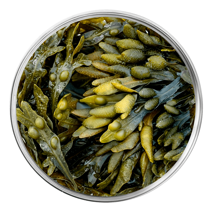 extrait de fucus vesiculosus