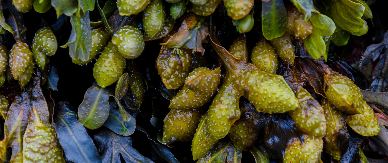 fucoidan banniere homepage fucus