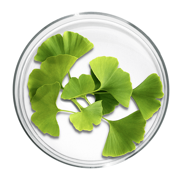 gingko biloba image matiere