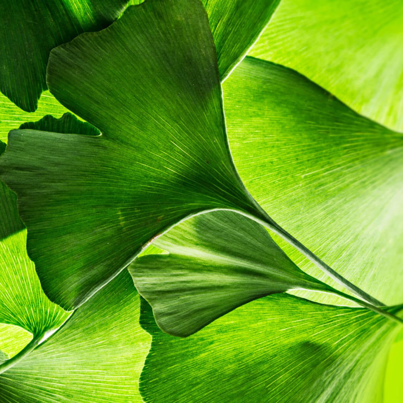 ginkgo biloba image ingredient