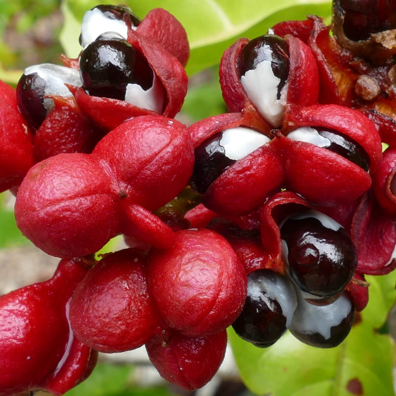 guarana image ingredient