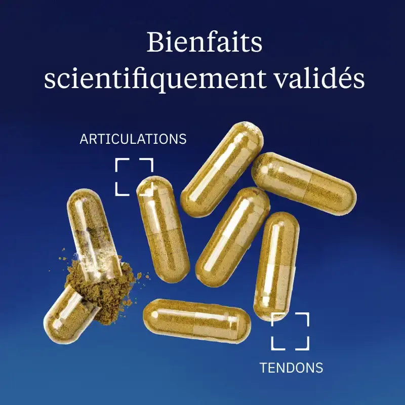 harpagoghytum bienfaits