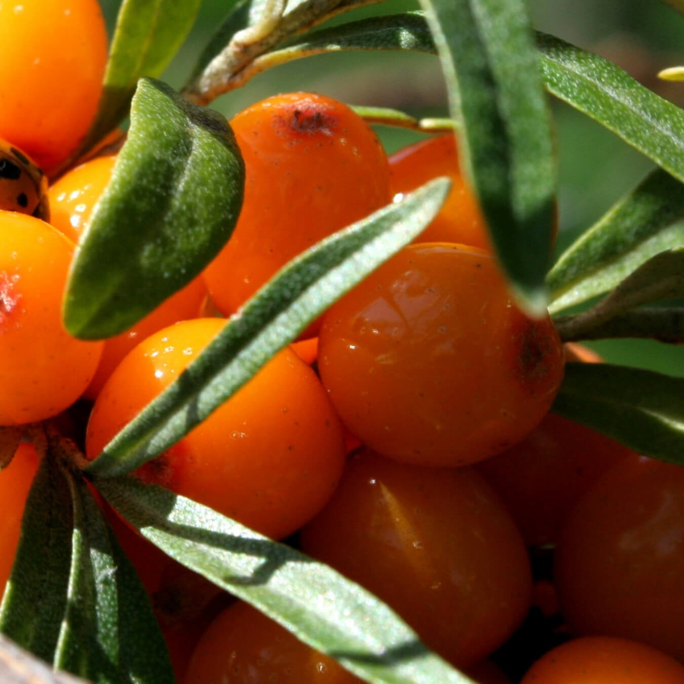 huile argousier image ingredient