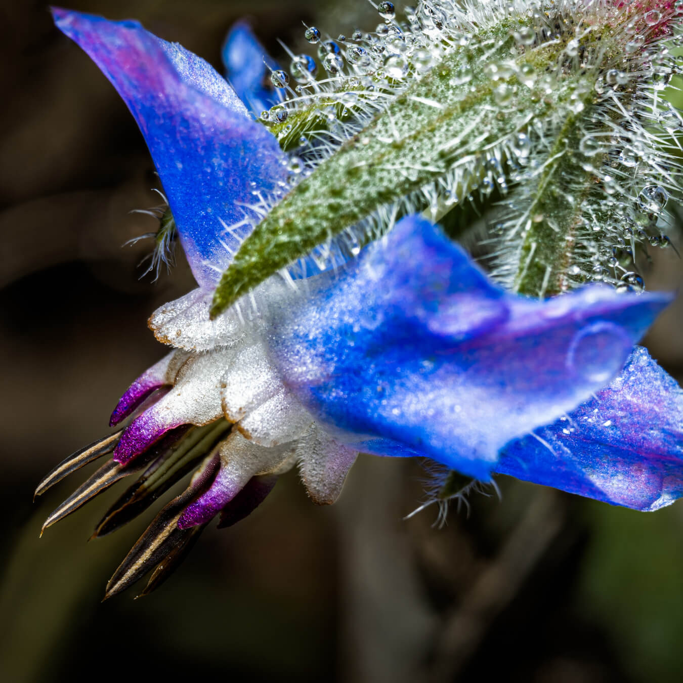 huile bourrache image ingredient