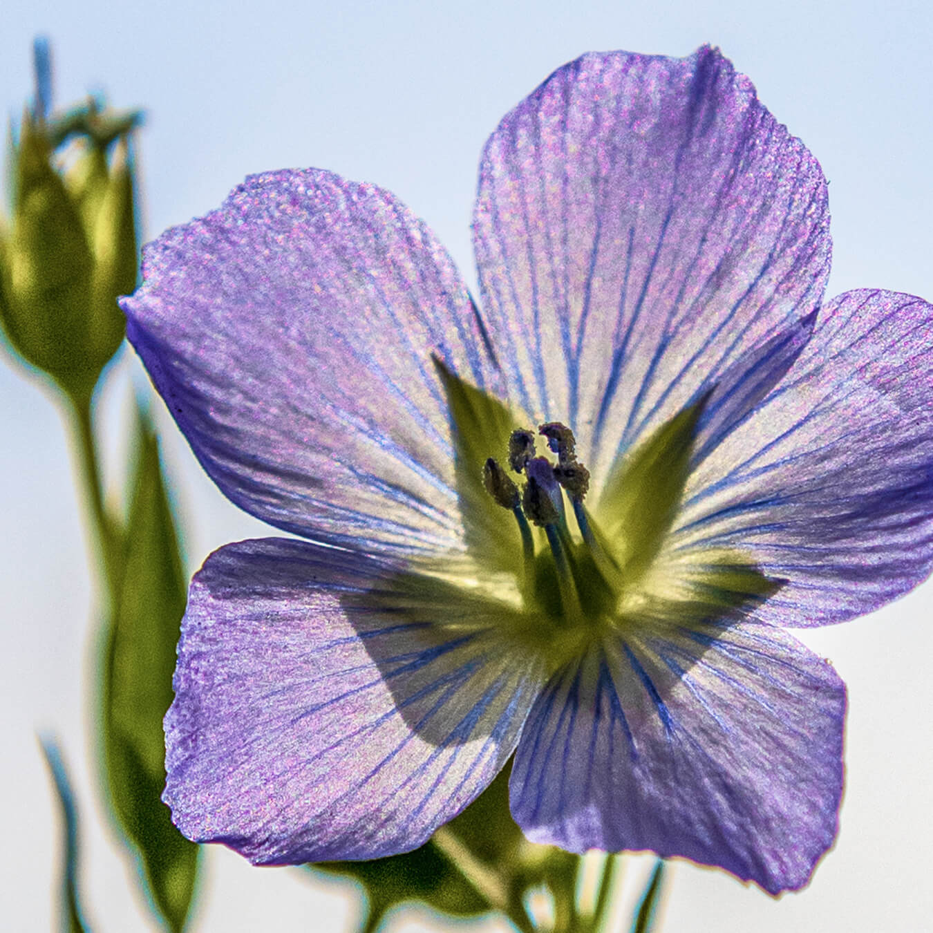 huile lin image ingredient