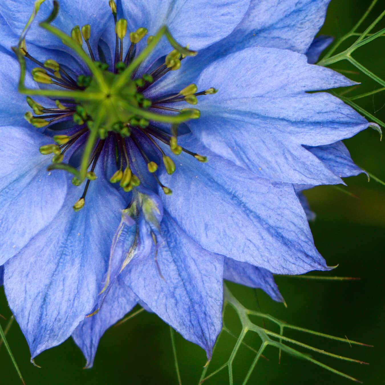 huile nigelle image ingredient