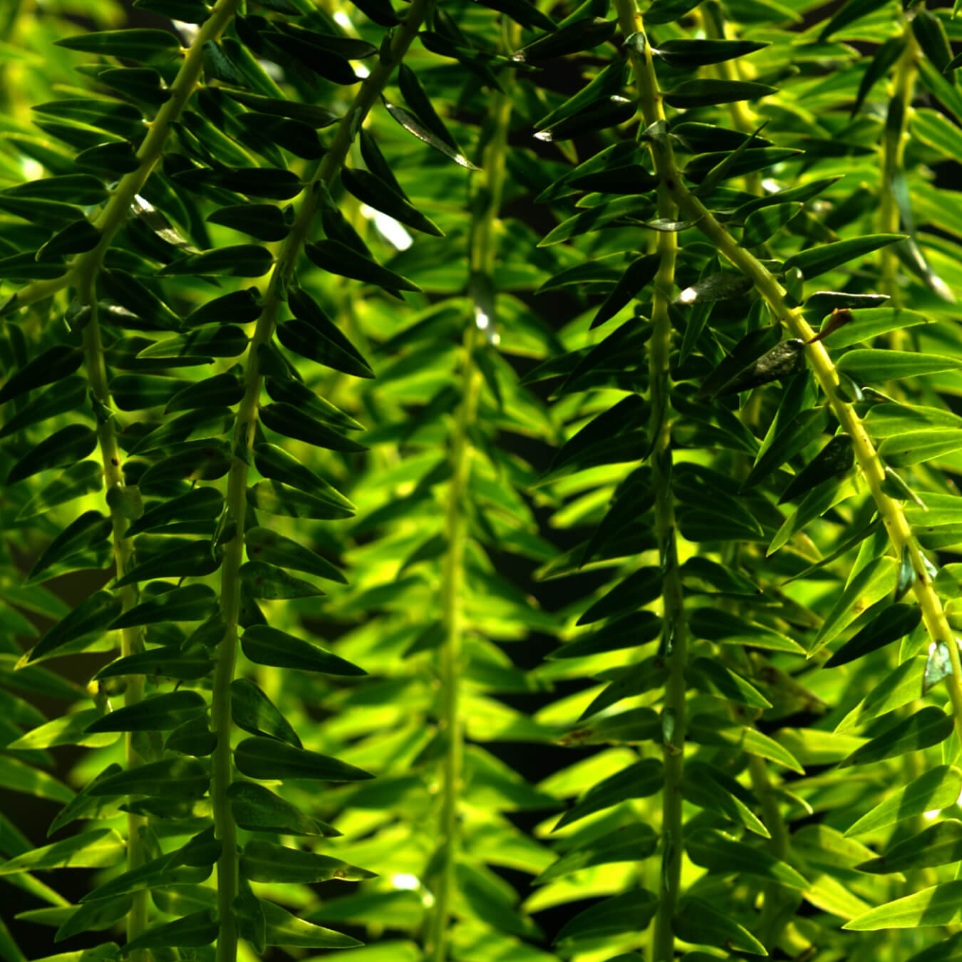 huperzia serrata image ingredient