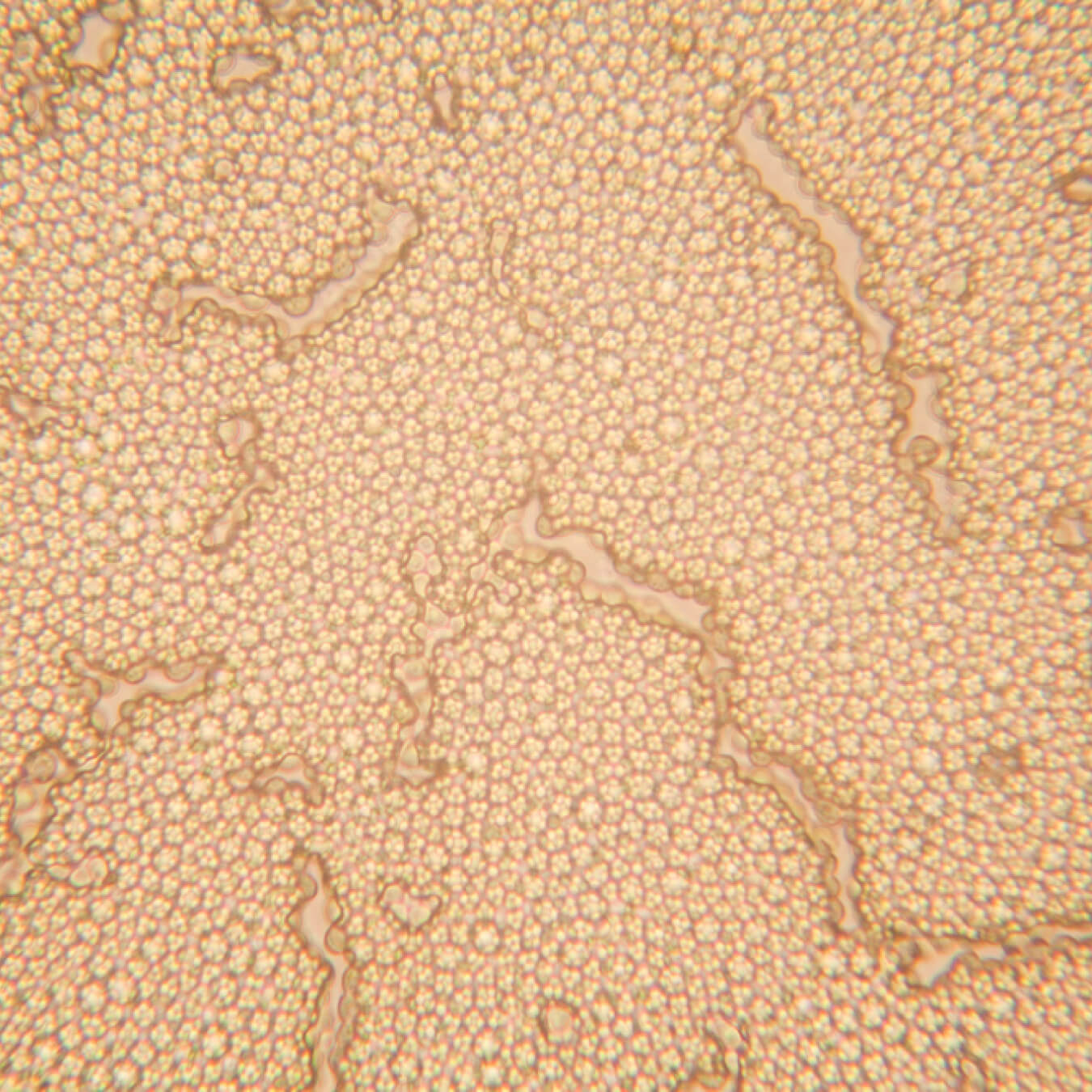 keratine image ingredient