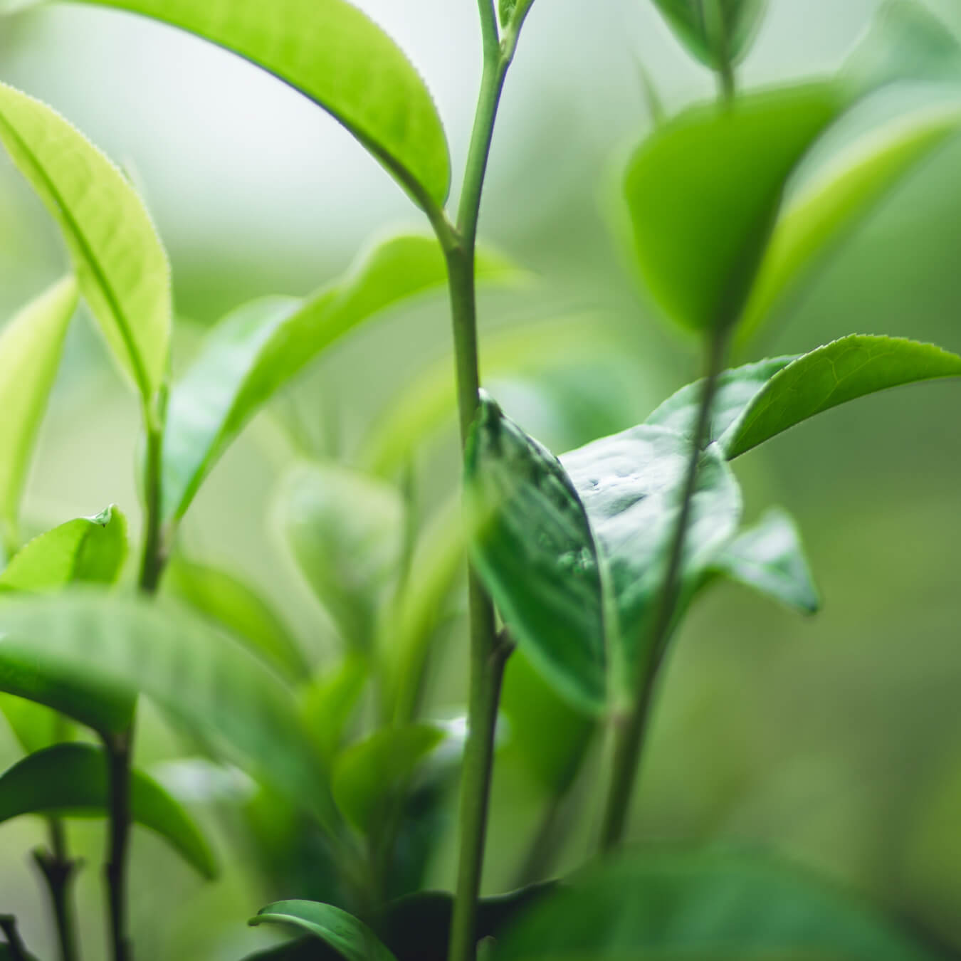 l theanine image ingredient