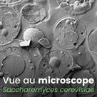 levure biere ongles