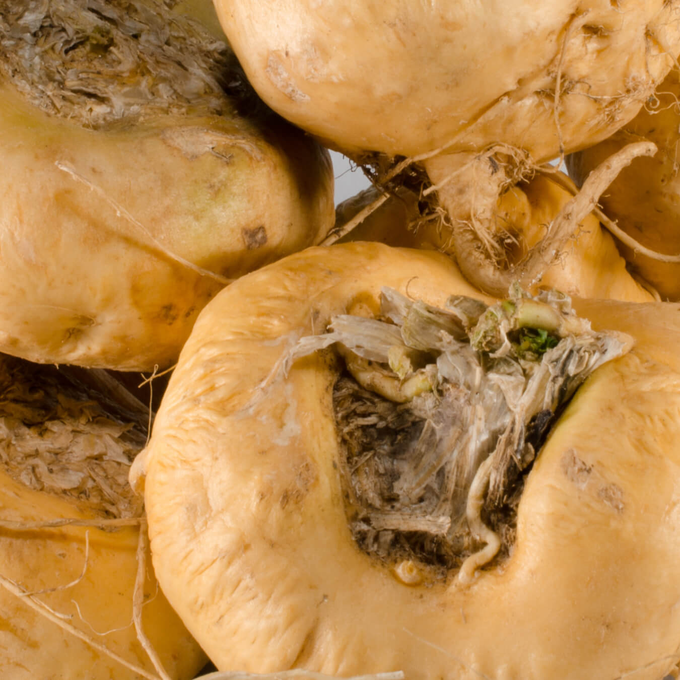 maca image ingredient