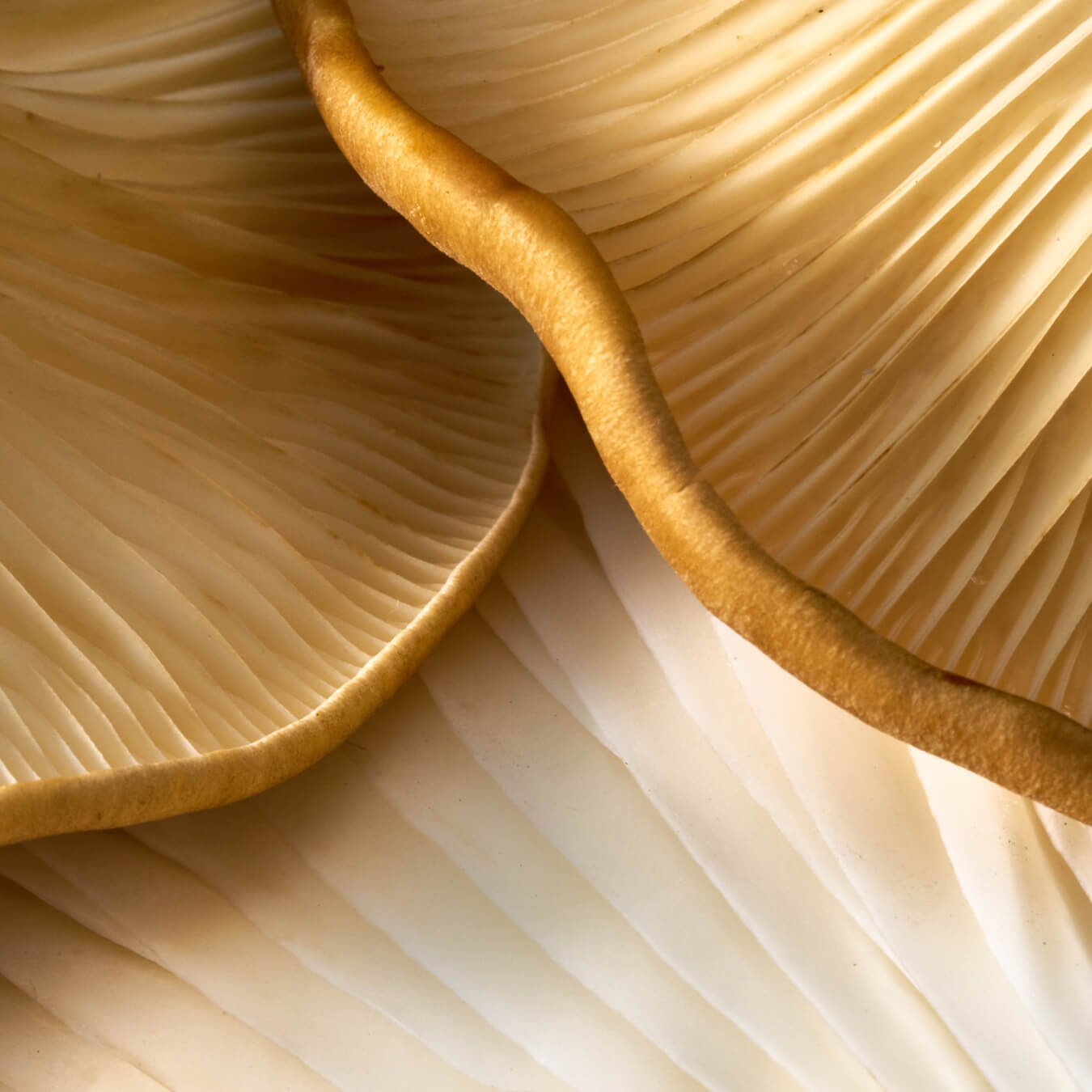 maitake image ingredient