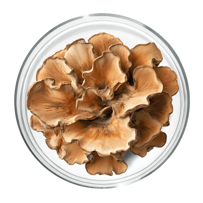 maitake image matiere