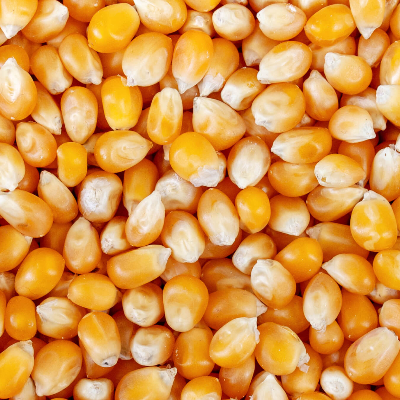 maltodextrine image ingredient