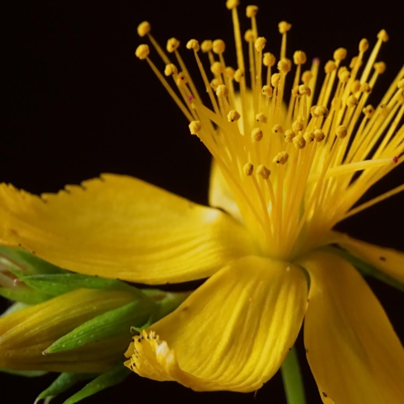 melatonine vegetale image ingredient