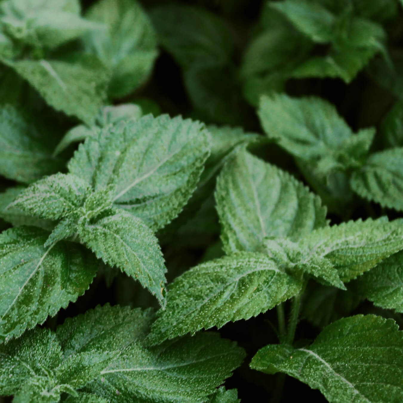 melisse image ingredient