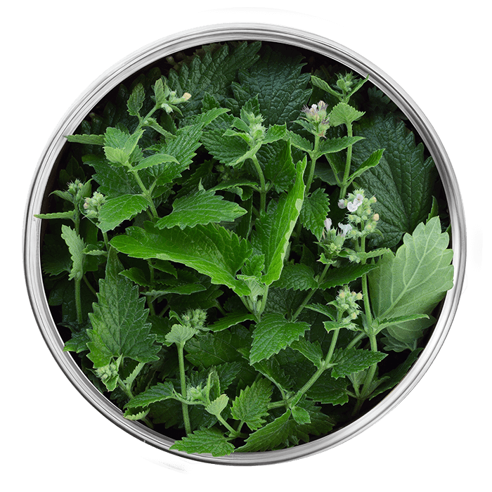 melisse image matiere