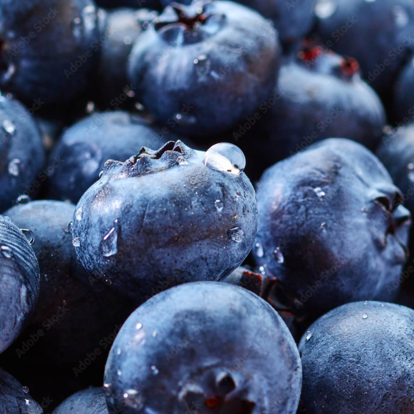 myrtille sauvage image ingredient