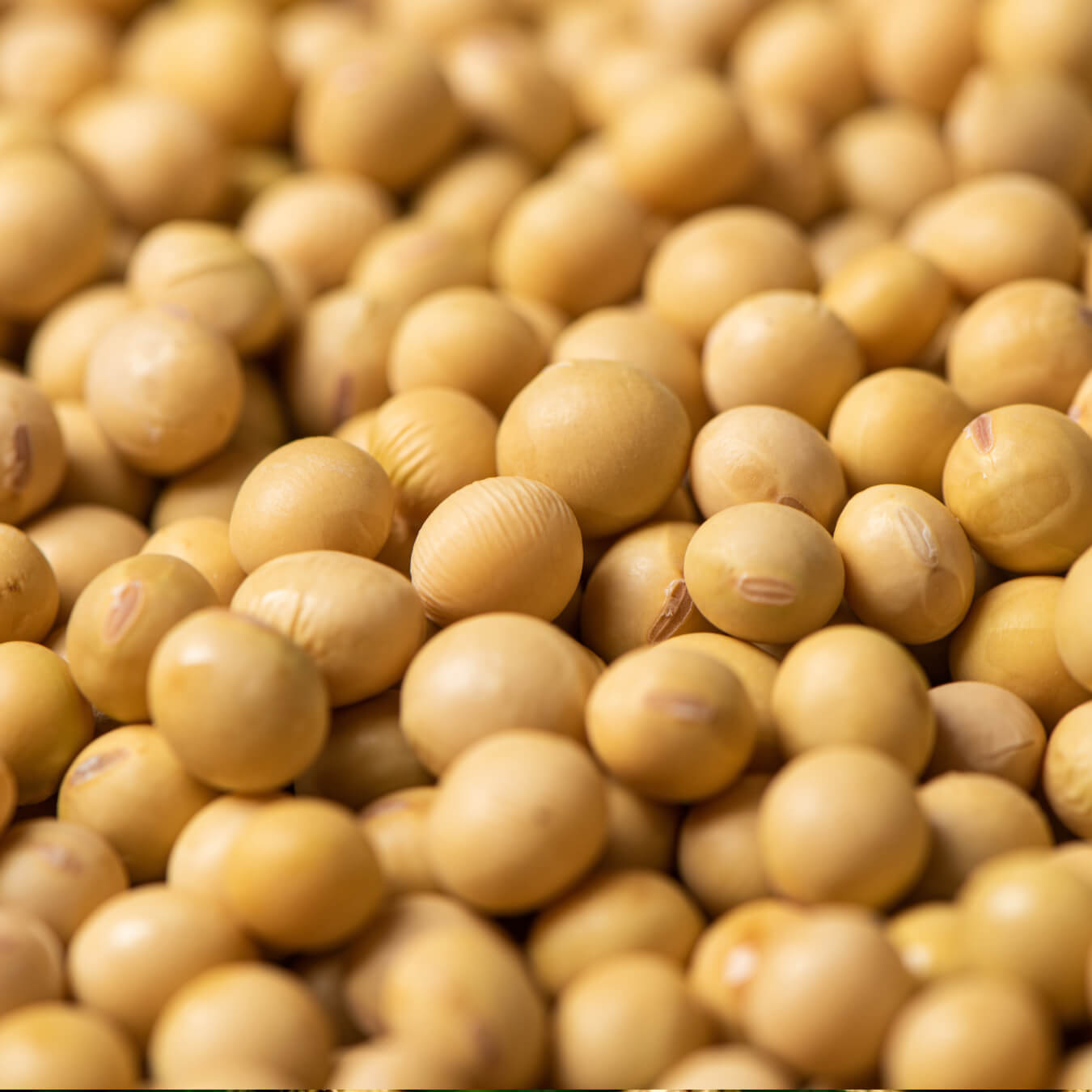 nattokinase image ingredient