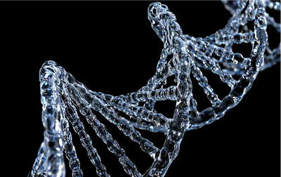 nucleotides adn ingredient