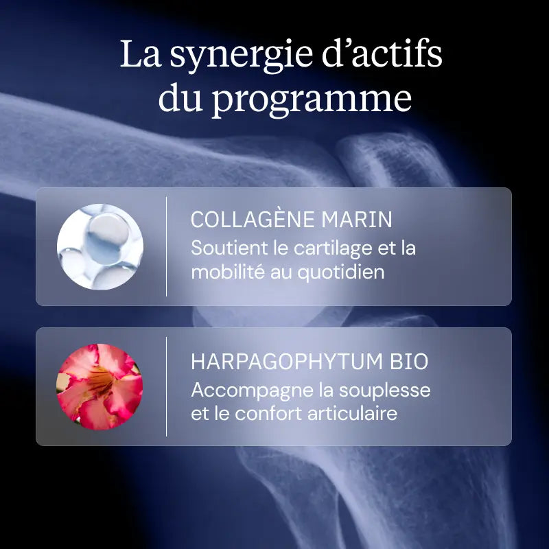 programme articulations synergie