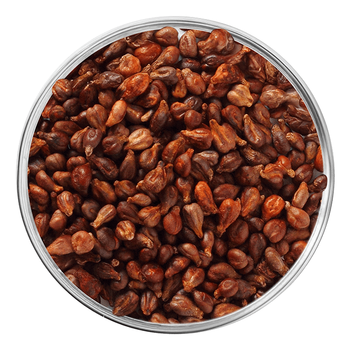 pepins de raisin image matiere