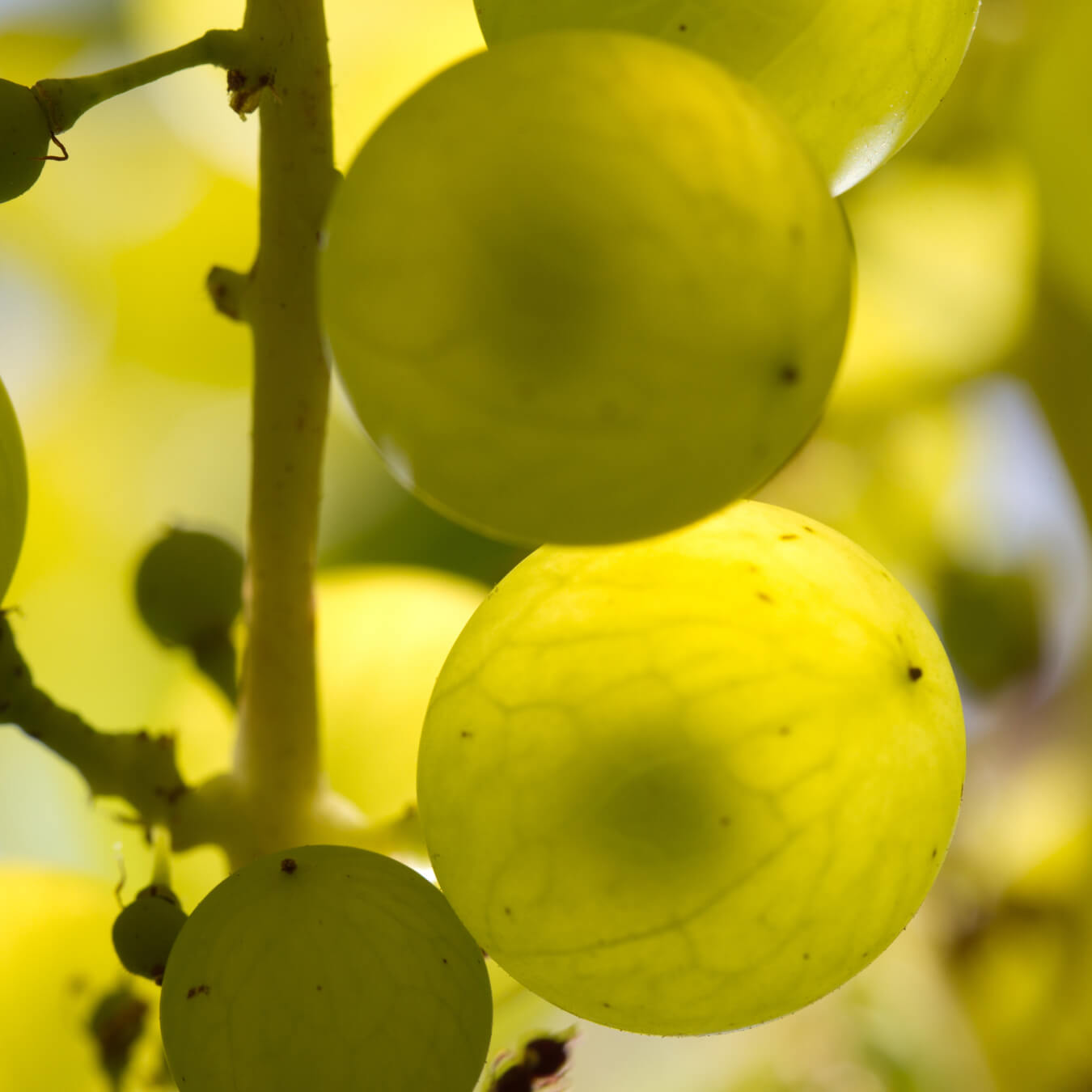 pepins raisin image ingredient