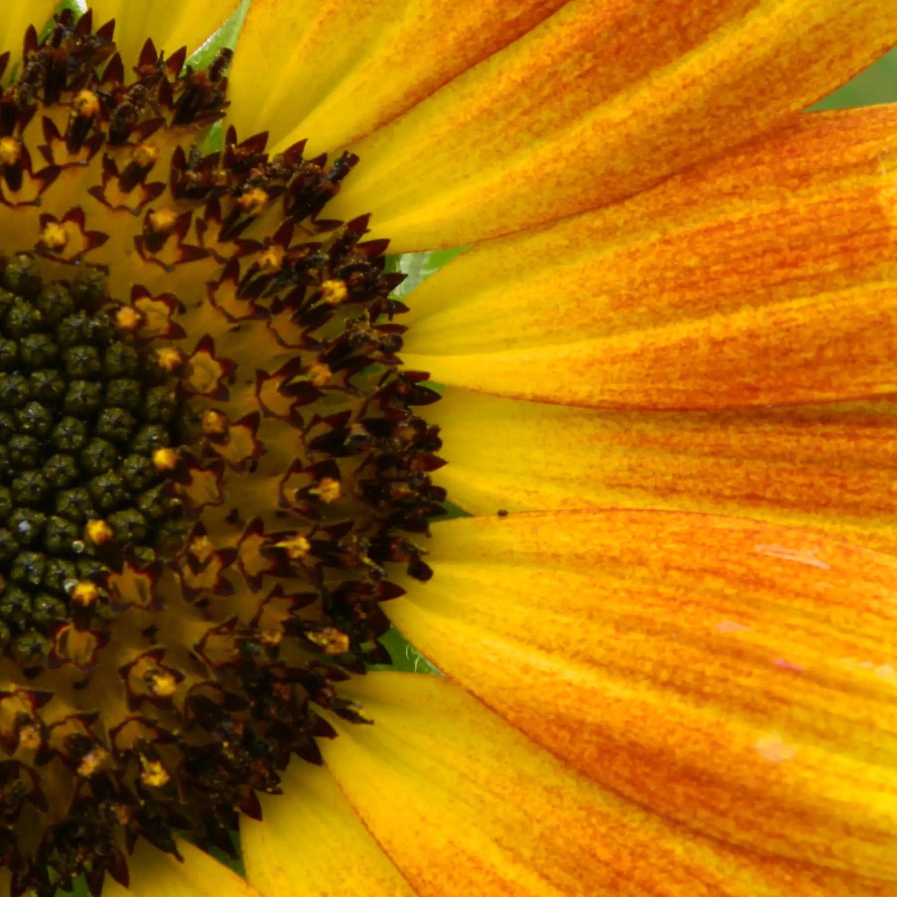 phosphatidylserine image ingredient