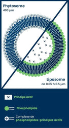 phytosomes quercefit quercetine