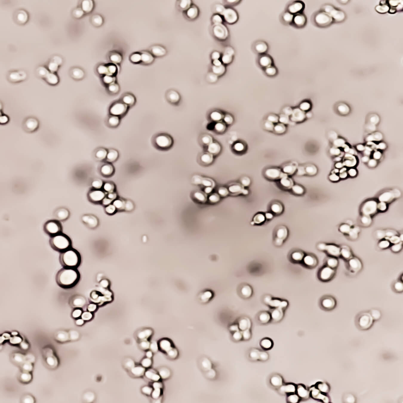 pqq image ingredient