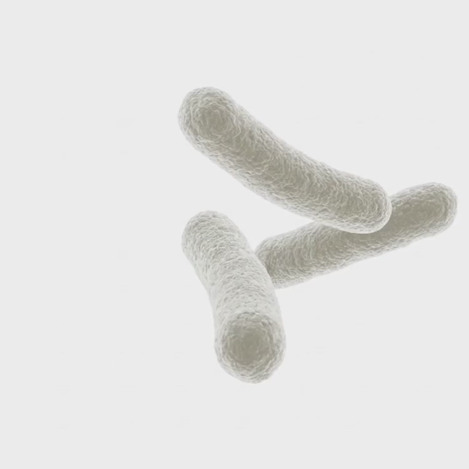 Animation microbiote