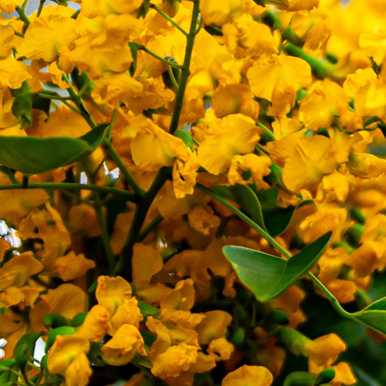 pterostilbene image ingredient