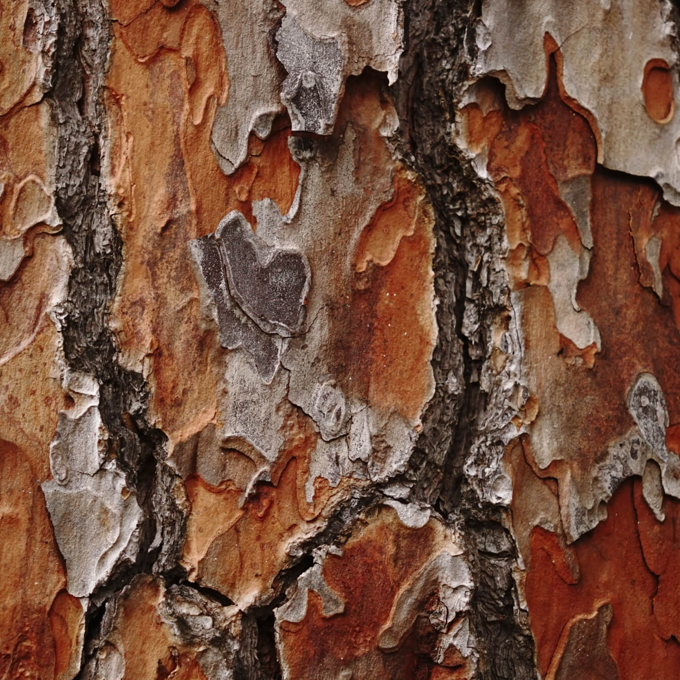 pycnogenol image ingredient