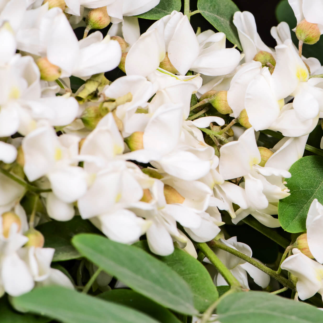 quercetine anhydre image ingredient