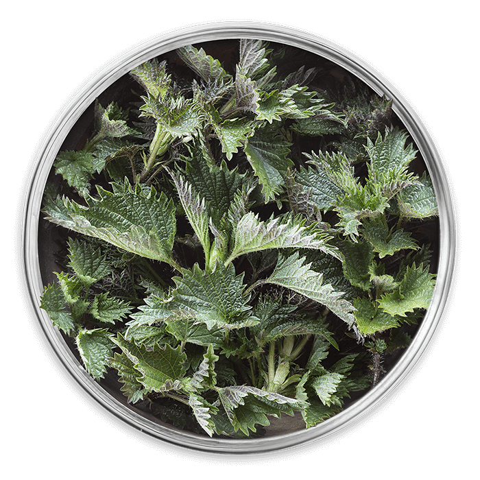 racine d ortie image matiere