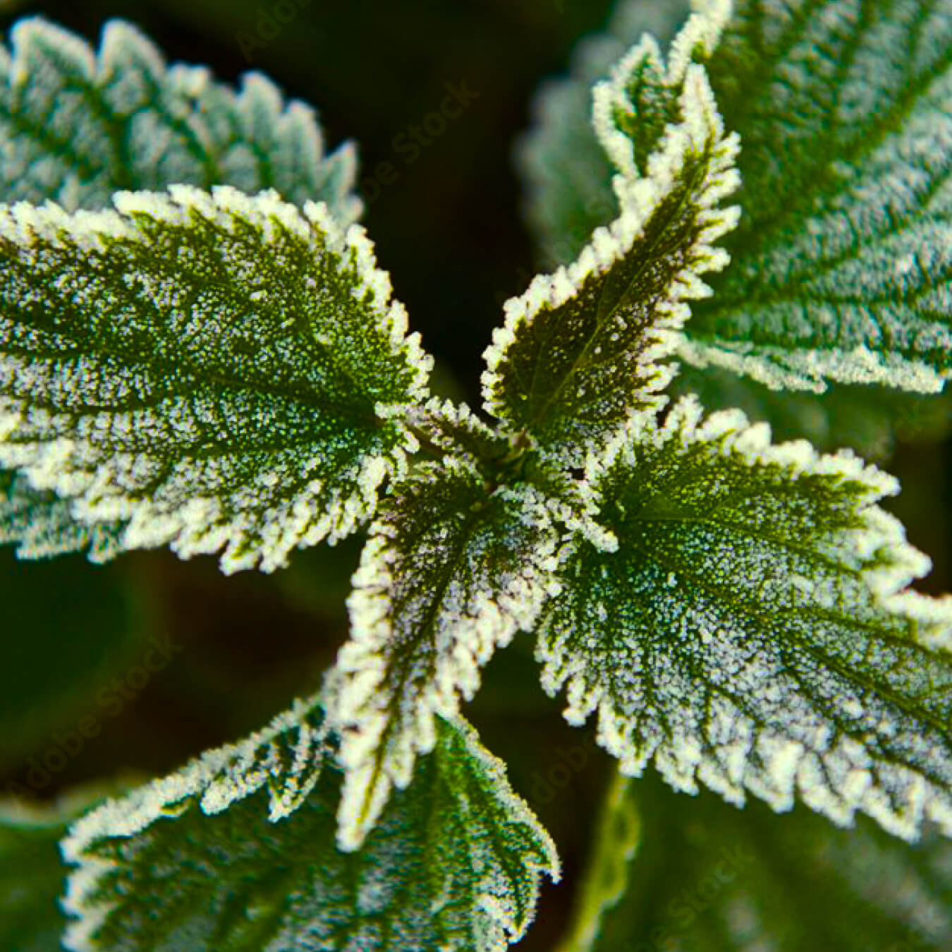 racine ortie image ingredient