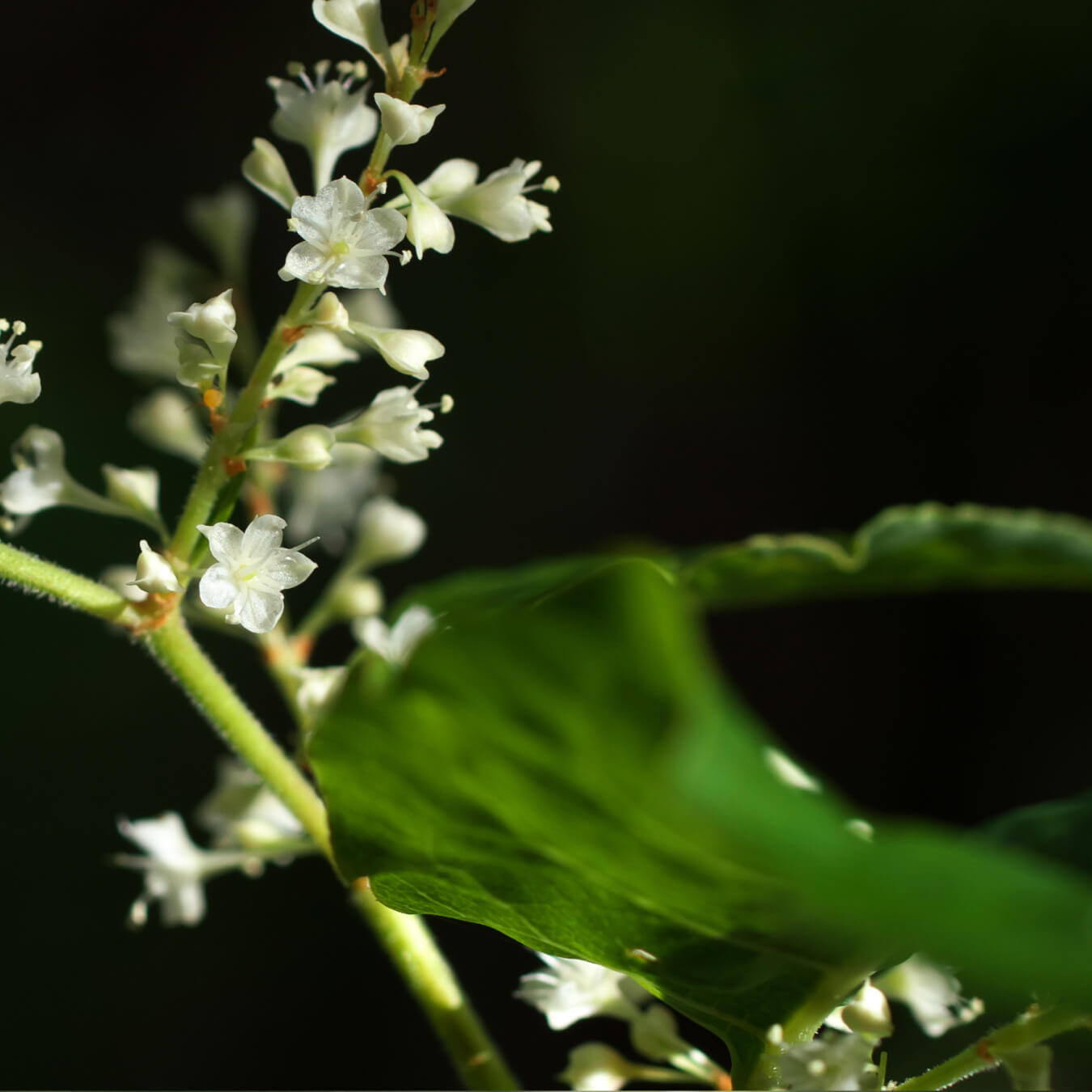 resveratrol image ingredient