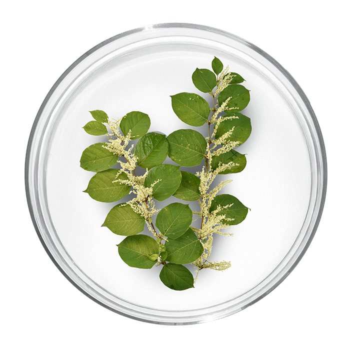 resveratrol image matiere