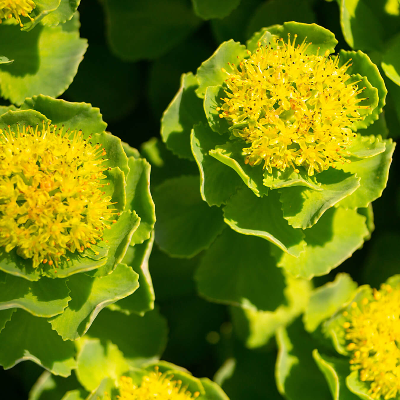 rhodiola rosea image ingredient
