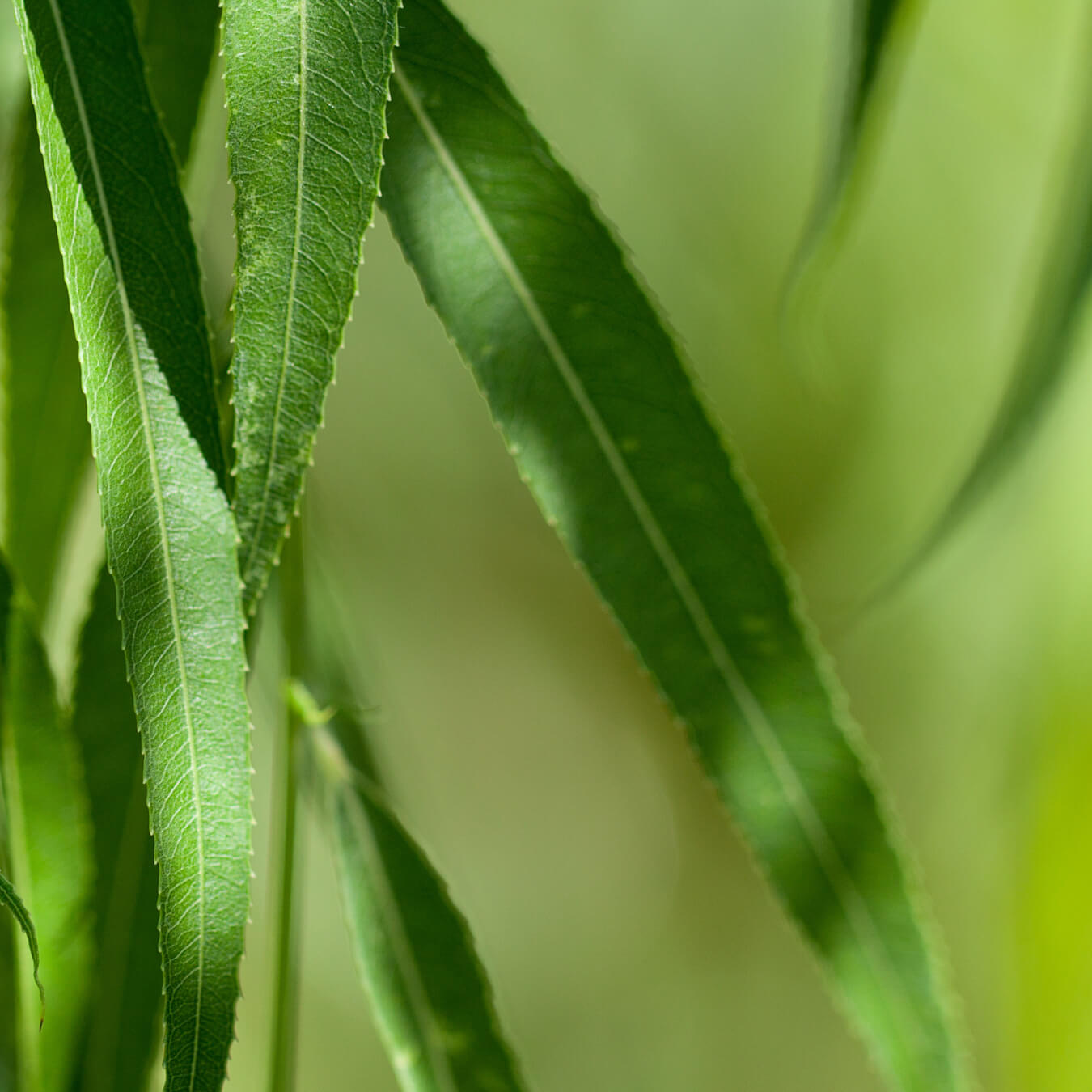 saule blanc image ingredient