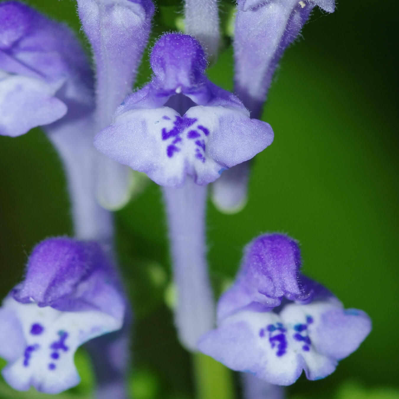 scutellaria baicalensis image ingredient
