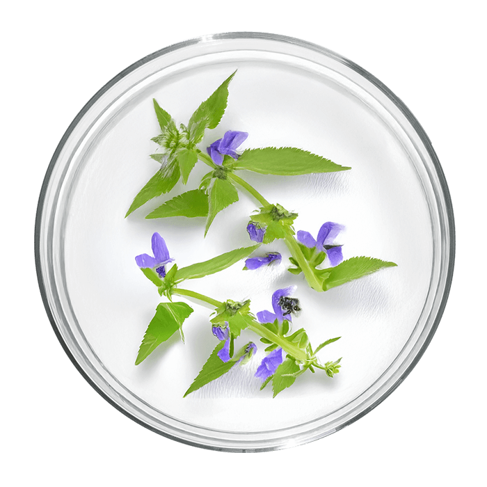 scutellaria image matiere