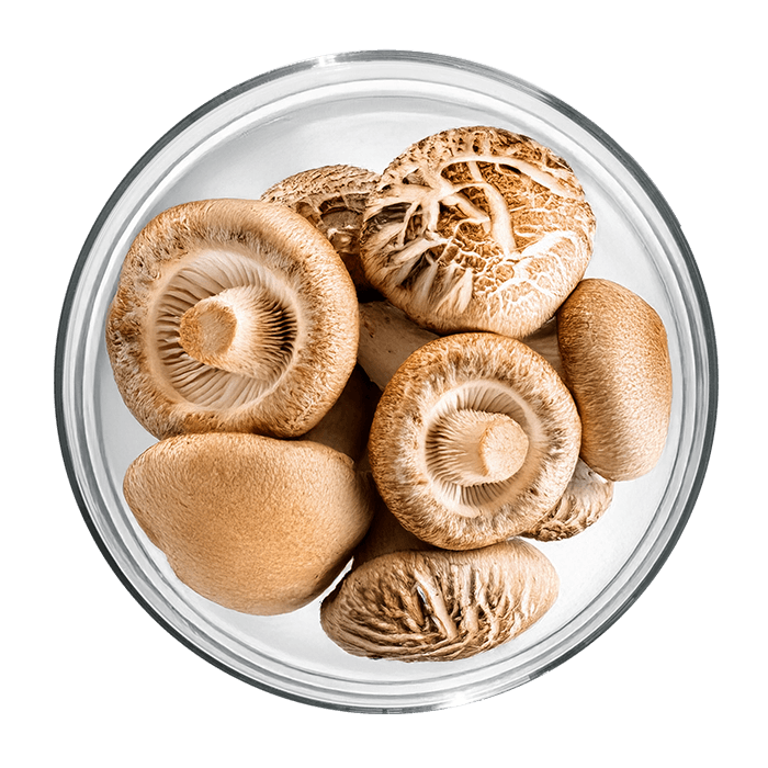 shiitake image matiere