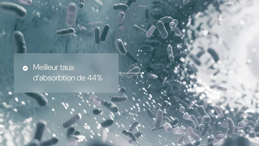 taux absorption zinc