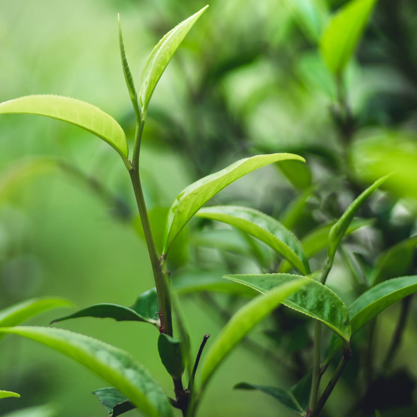 the vert image ingredient