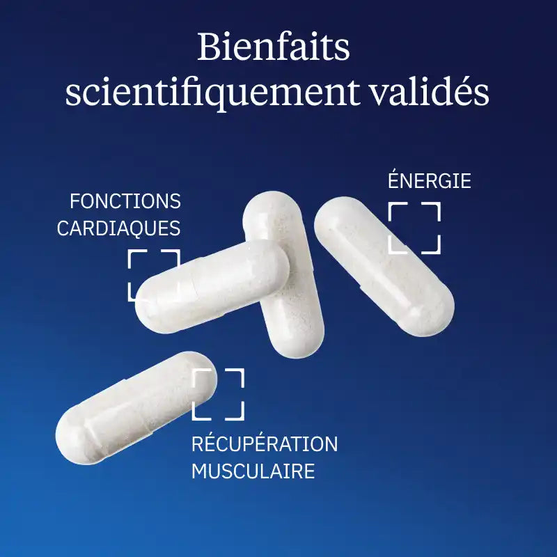 TMG : Trimethylglycine bienfaits