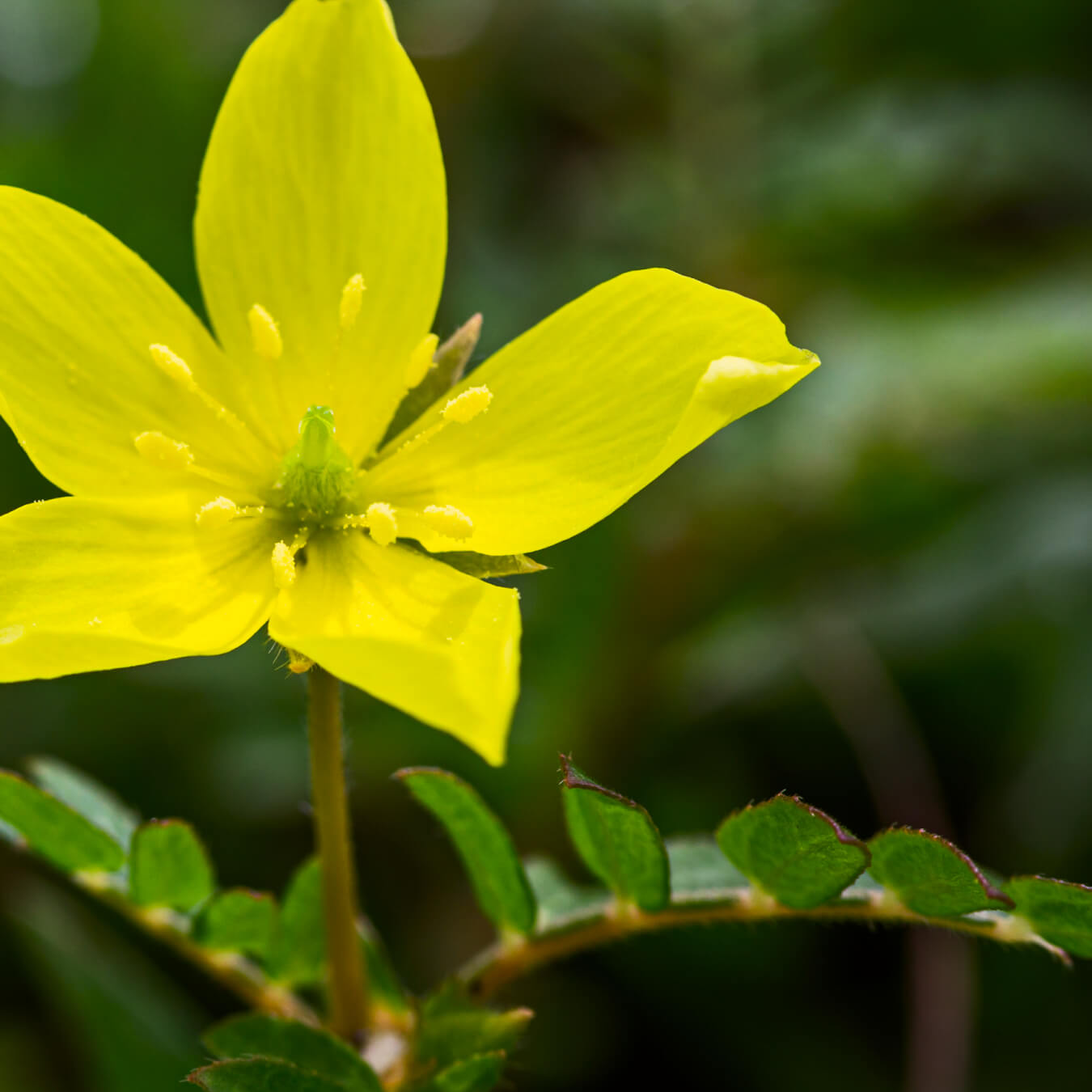 tribulus terrestris image ingredient