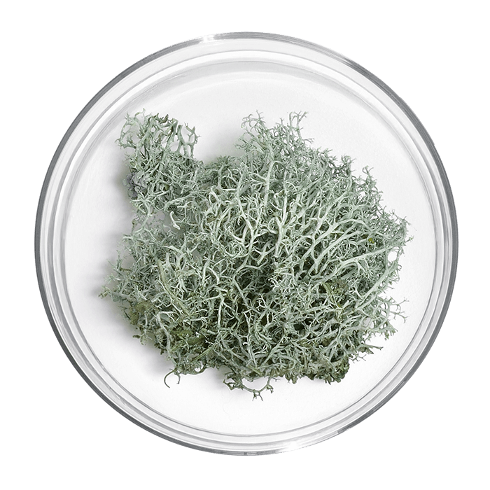 vitamine d3 vegetale 1000 ui image matiere